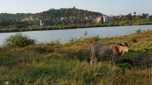 Baga Hill